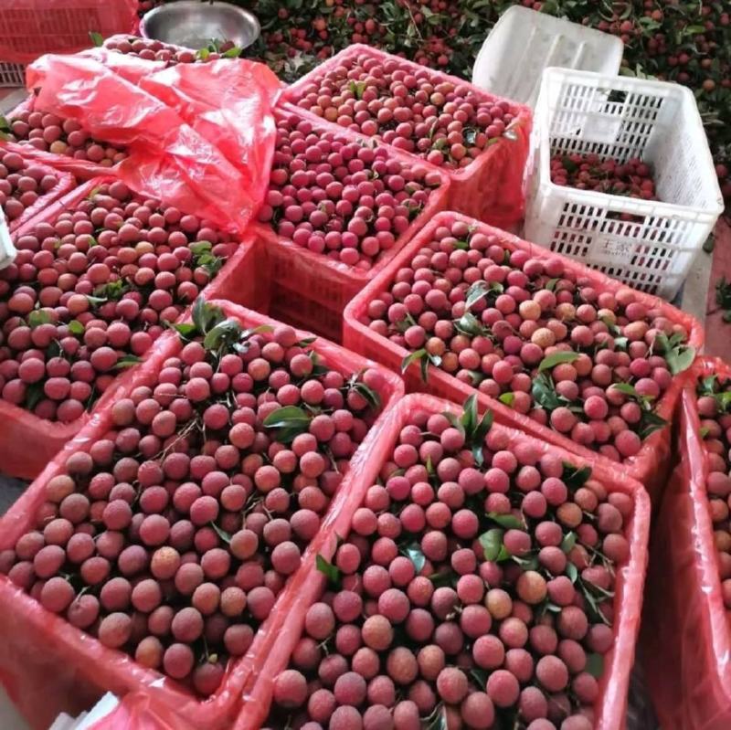 大量果园荔枝六月红禾荔桂味鸡嘴荔枝欢迎来合作
