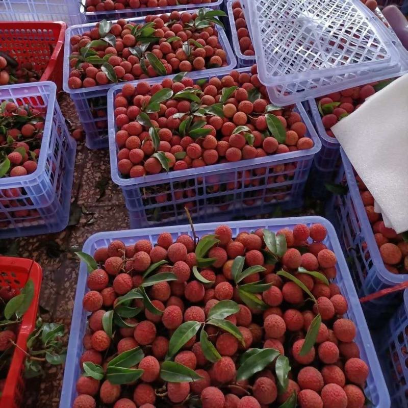 大量果园荔枝六月红禾荔桂味鸡嘴荔枝欢迎来合作