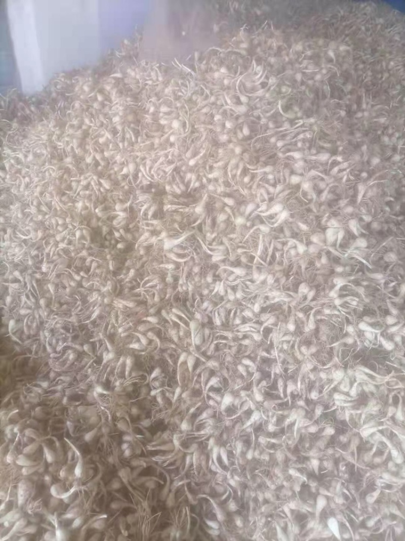 荞头，蕌头