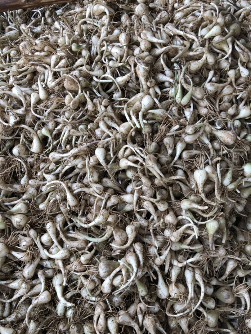 荞头，蕌头