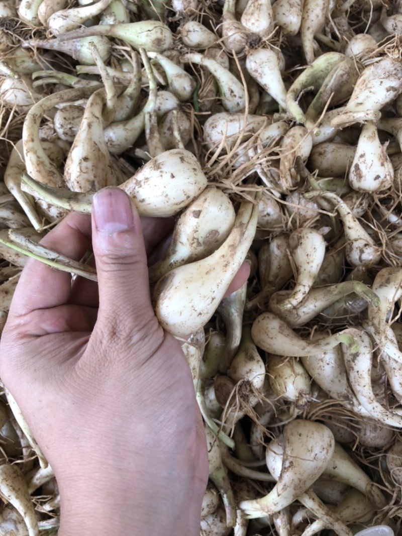 荞头，蕌头