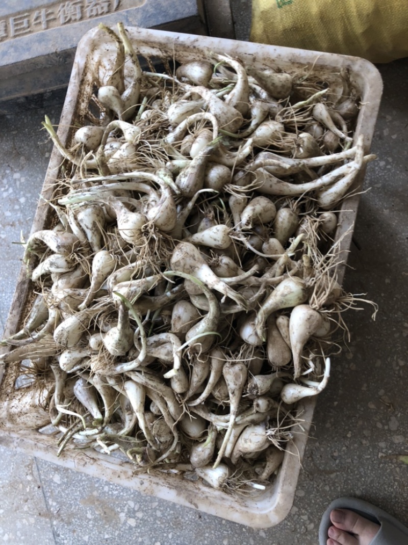 荞头，蕌头
