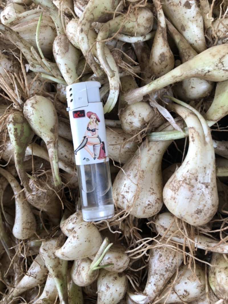 荞头，蕌头