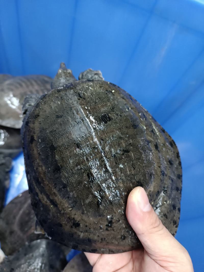 甲鱼鳖大黑鱼水鱼团鱼王八全国发货包活到家