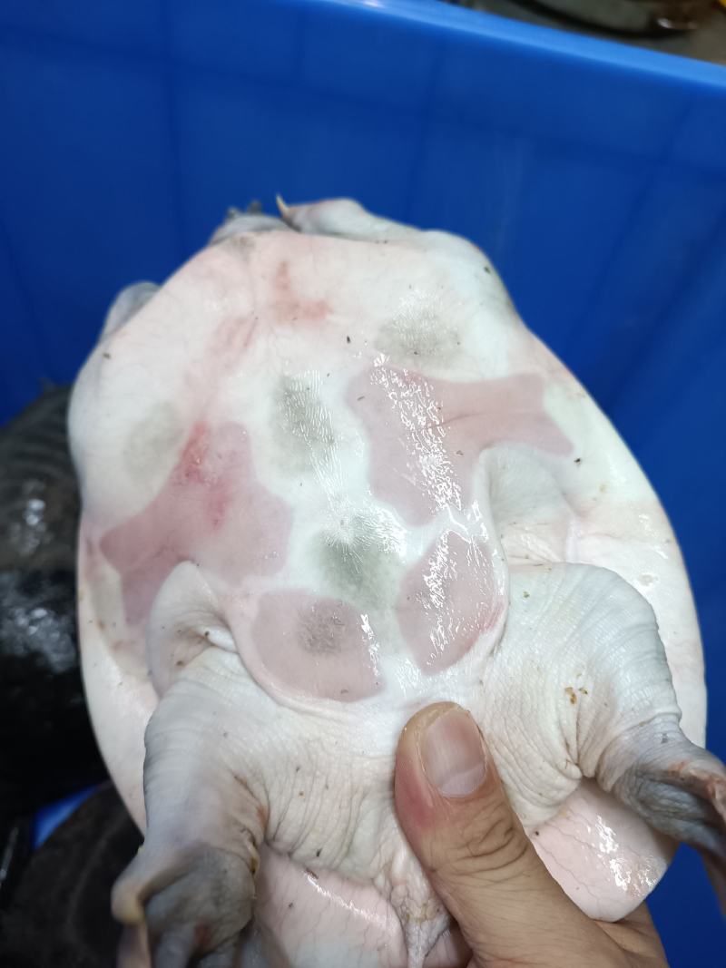 甲鱼鳖大黑鱼水鱼团鱼王八全国发货包活到家