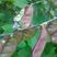 扁豆种子早熟四季播蔬菜瓜果紫红梅豆角种孑猪耳朵红边峨眉豆