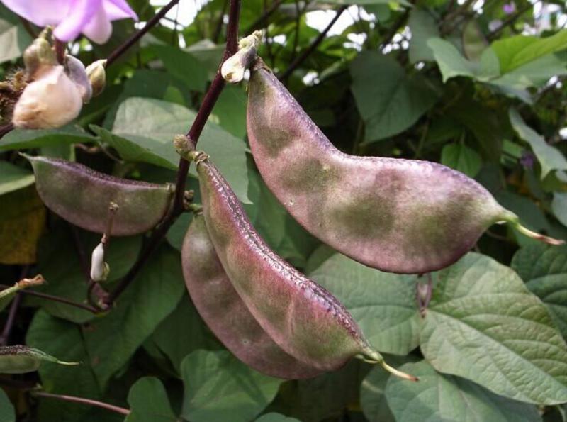 扁豆种子早熟四季播蔬菜瓜果紫红梅豆角种孑猪耳朵红边峨眉豆