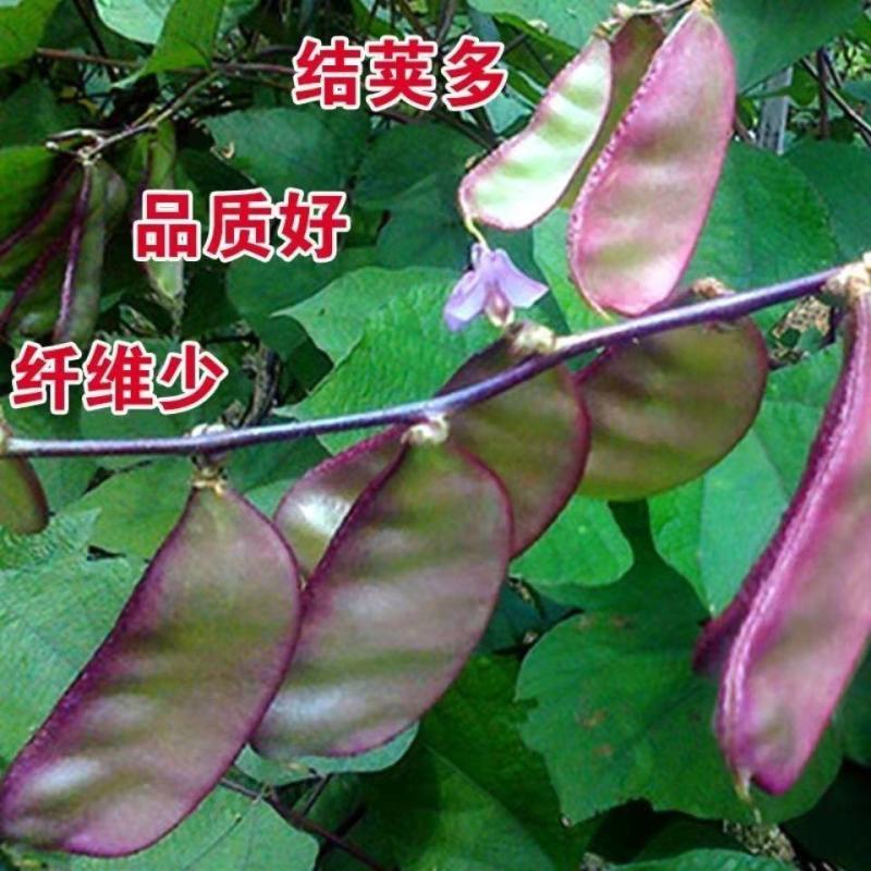 扁豆种子