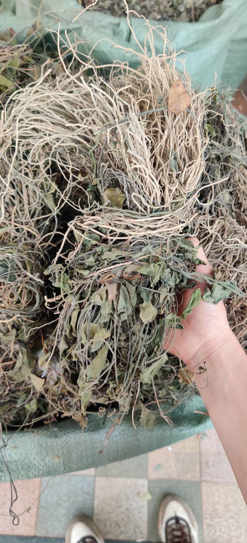 双飞蝴蝶，卵叶娃儿藤，三十六荡