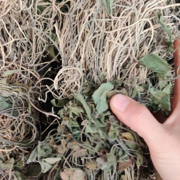 双飞蝴蝶，卵叶娃儿藤，三十六荡