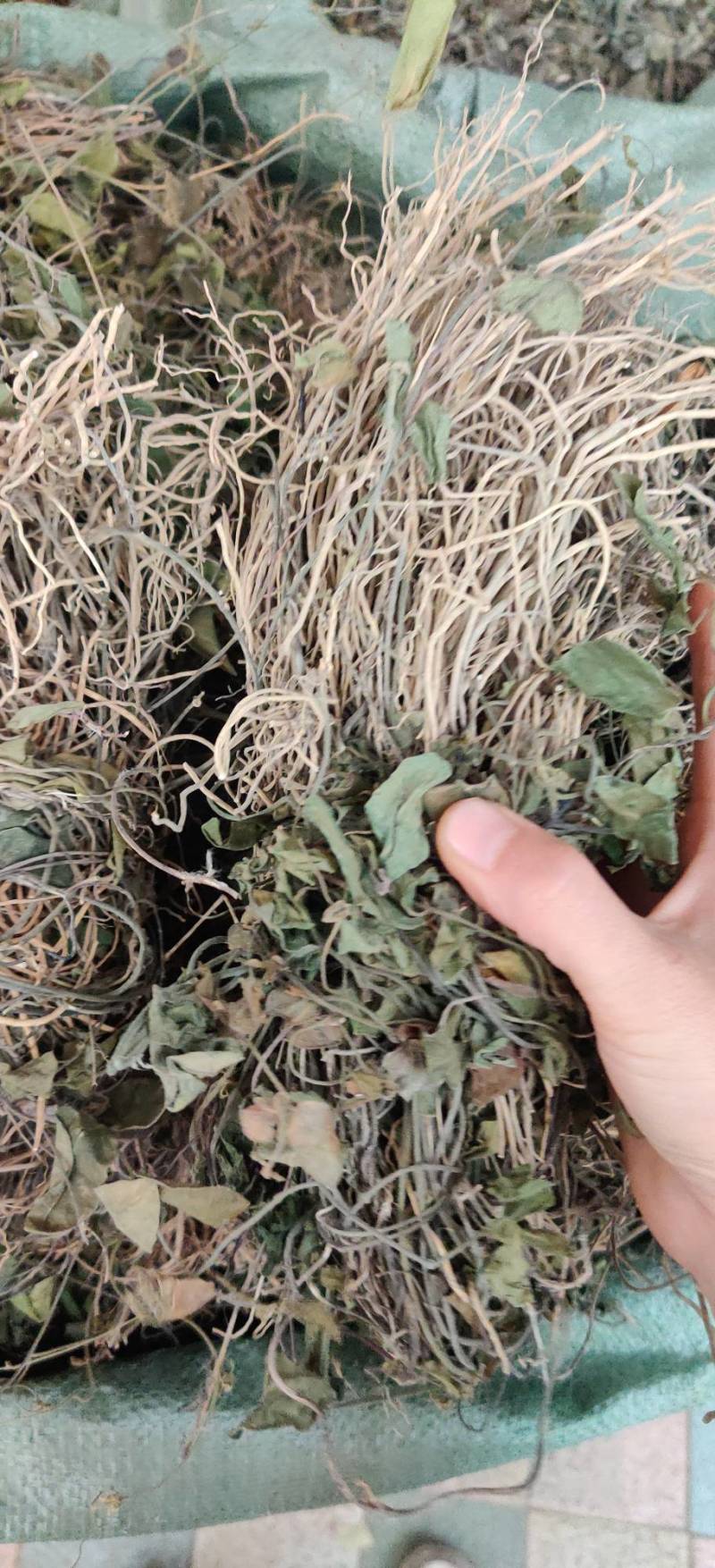 双飞蝴蝶，卵叶娃儿藤，三十六荡