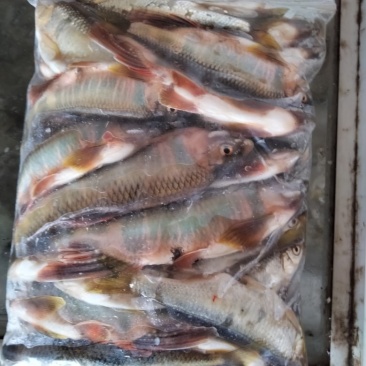 马口鱼