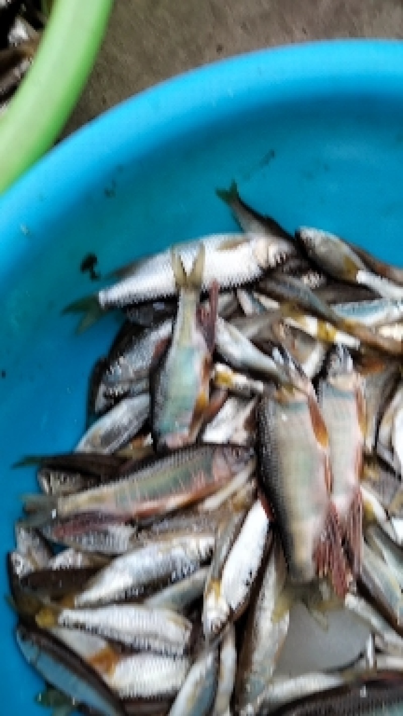 马口鱼