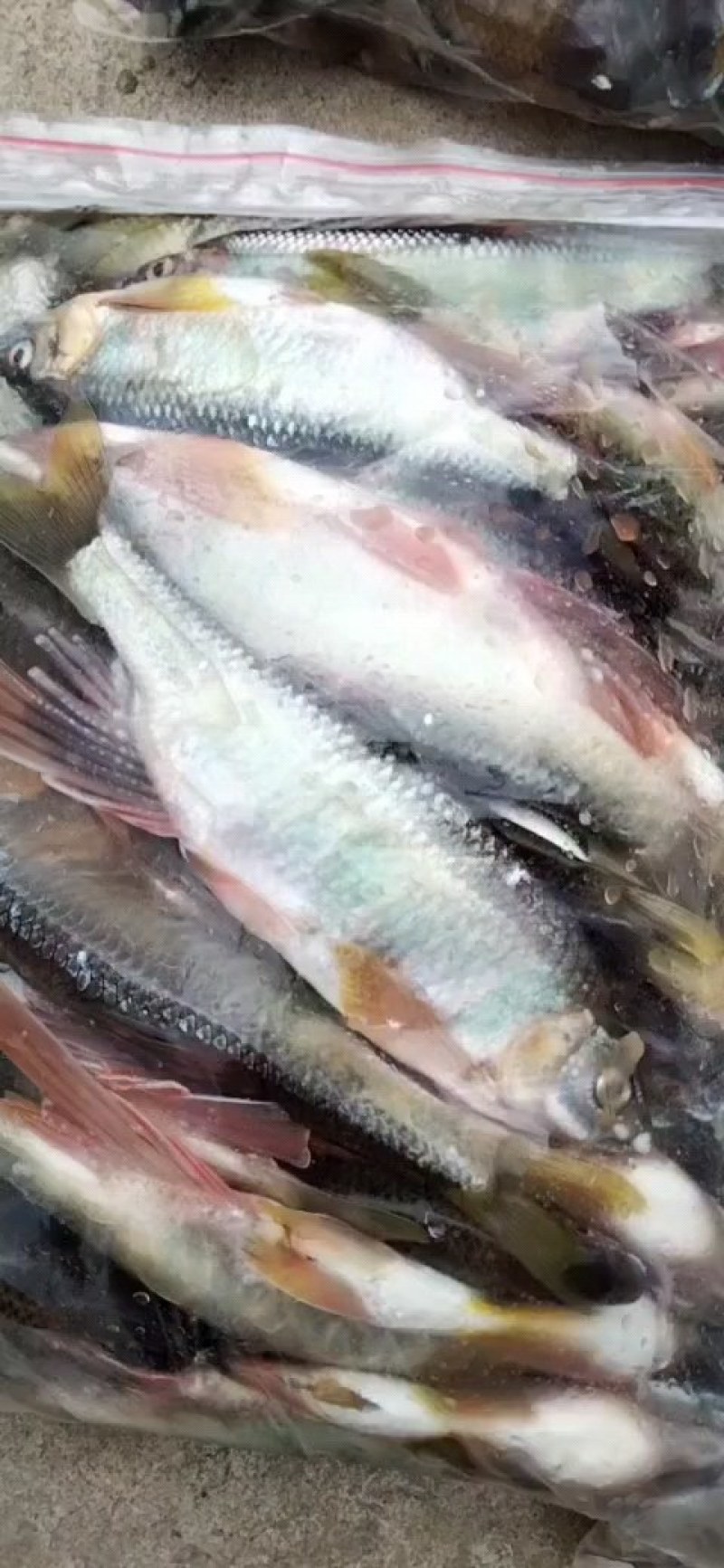 马口鱼