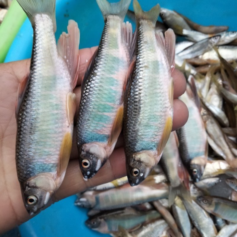 马口鱼