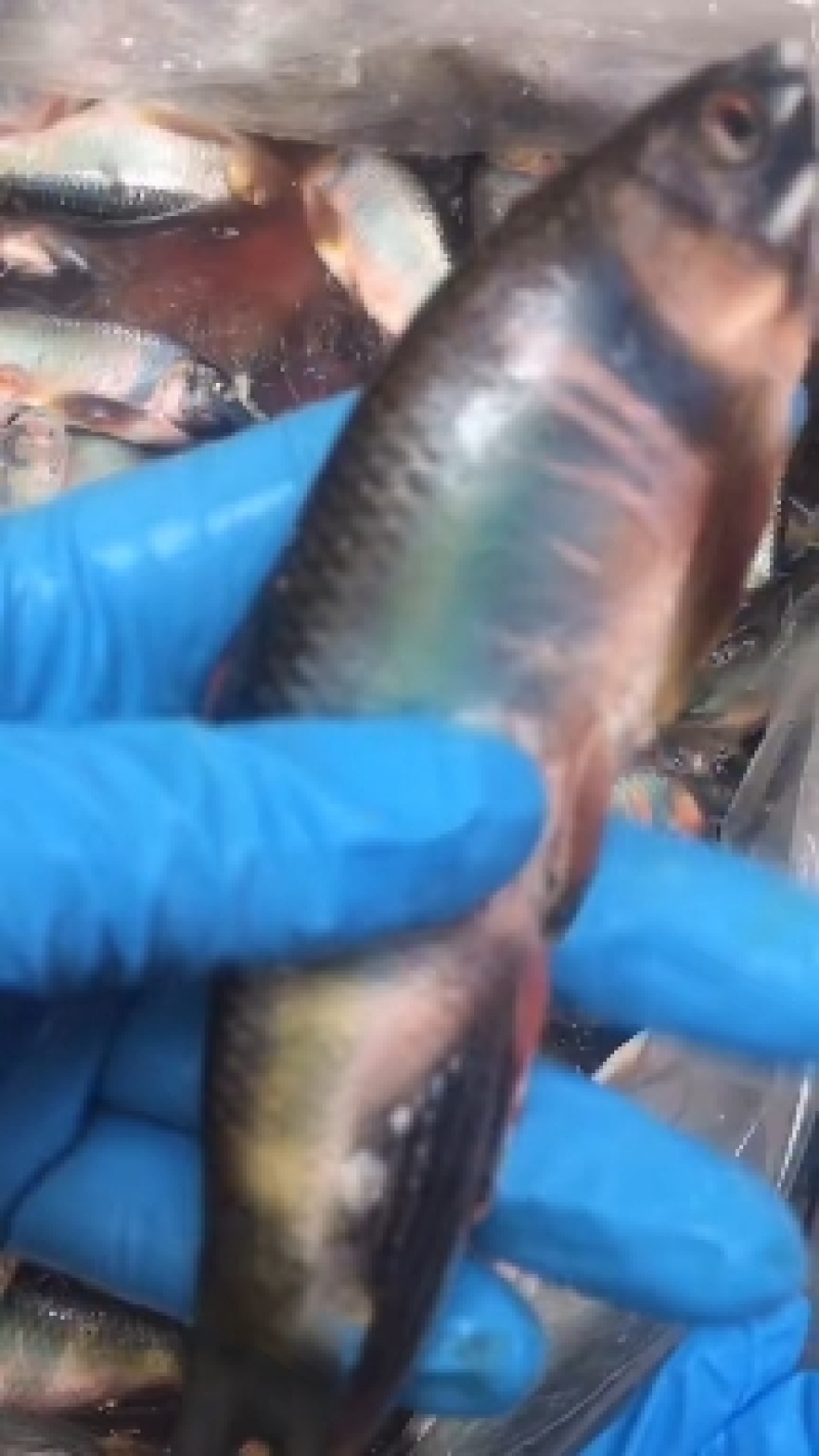 马口鱼