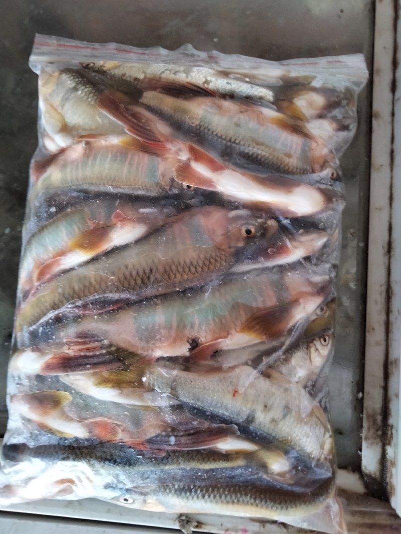 马口鱼