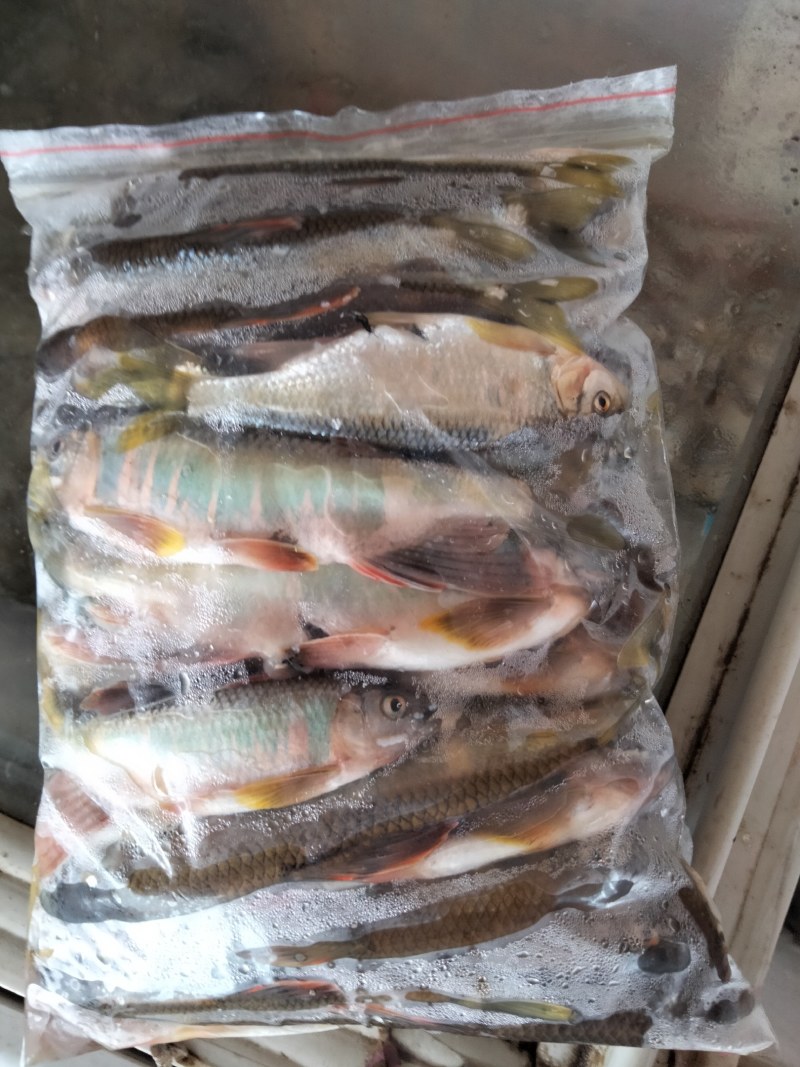 马口鱼