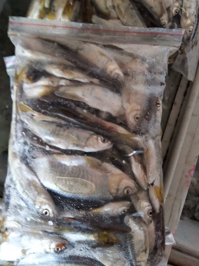 马口鱼