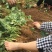 奶油草莓苗子现挖甜宝章姬草莓苗包成活率