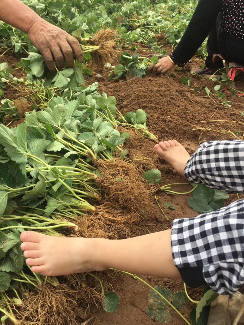 奶油草莓苗子现挖甜宝章姬草莓苗包成活率