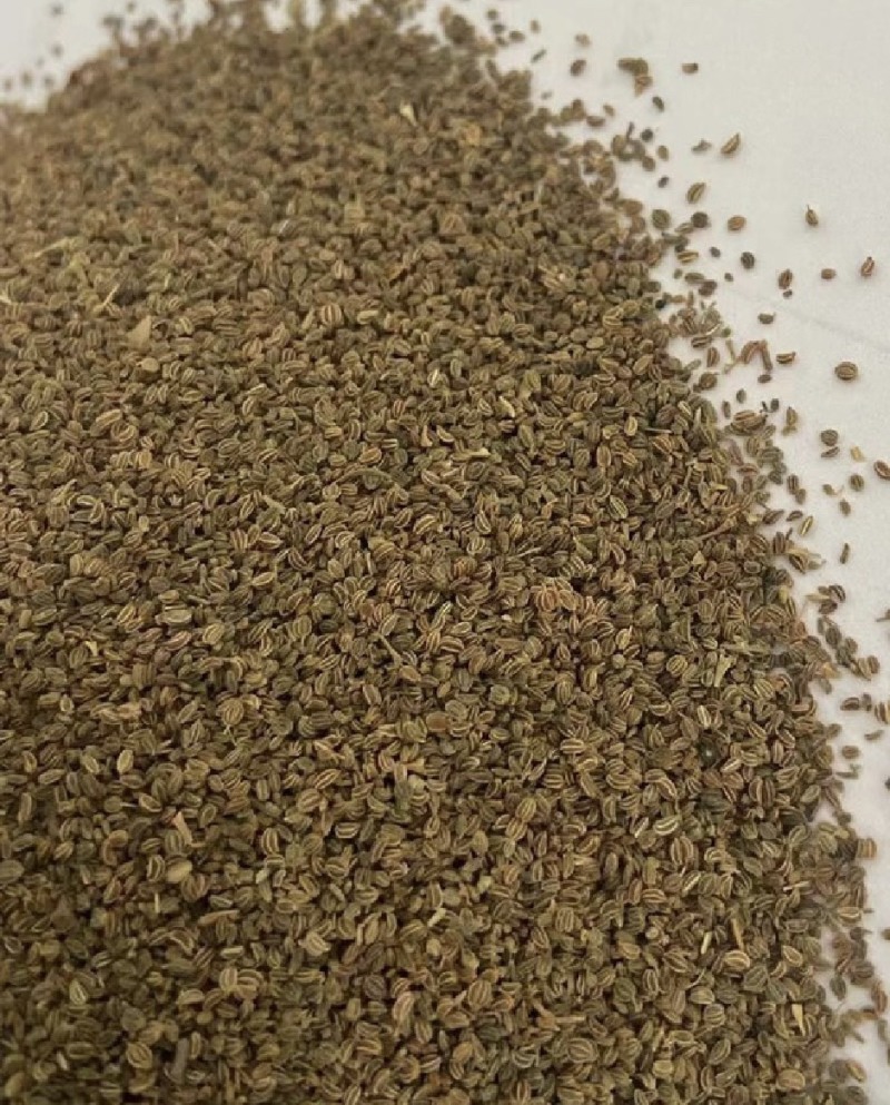 芹菜籽国产芹菜籽芹菜籽厂家大量批发