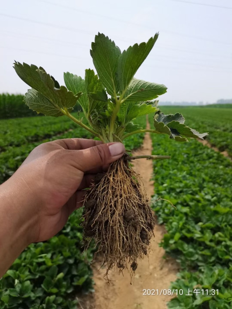 奶油草莓苗子现挖甜宝章姬草莓苗包成活率