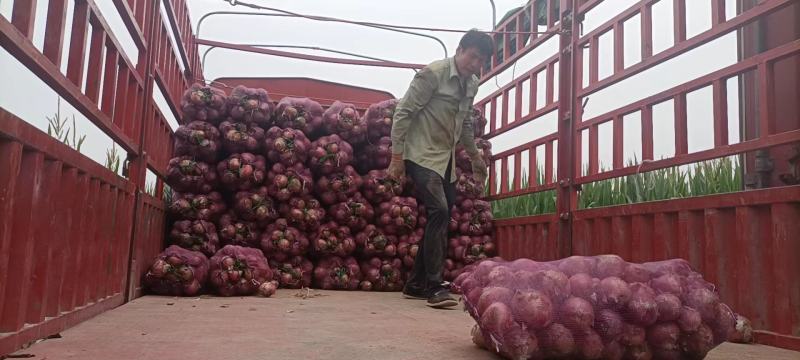 【精品洋葱】大量上市中产地直发品质保障可视频