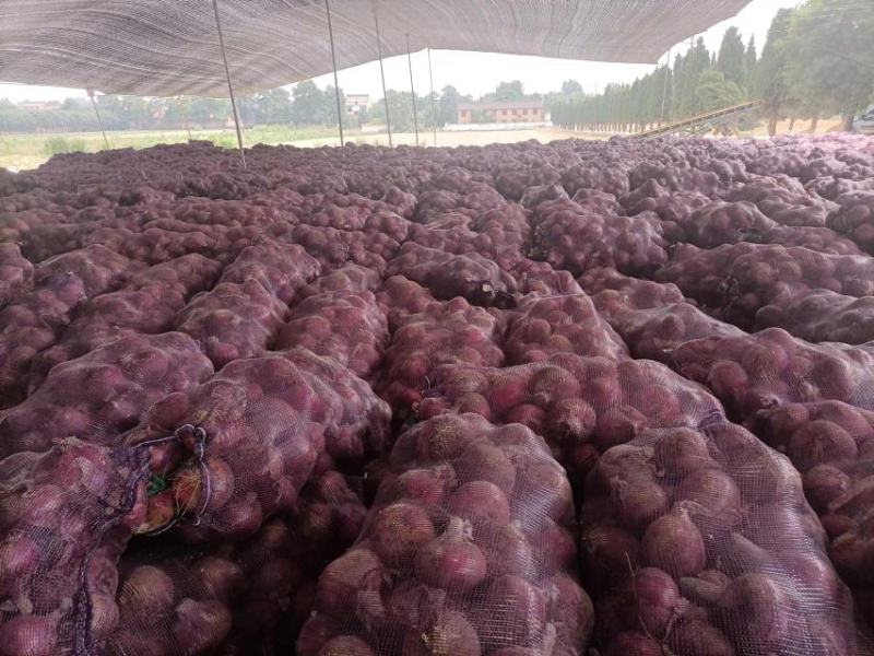 【精品洋葱】大量上市中产地直发品质保障可视频
