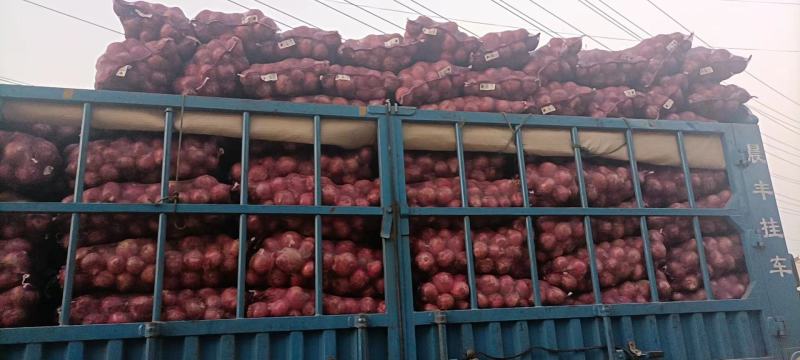 【精品洋葱】大量上市中产地直发品质保障可视频