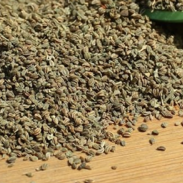 芹菜籽厂家批发芹菜籽新芹菜籽国产高品质芹菜籽