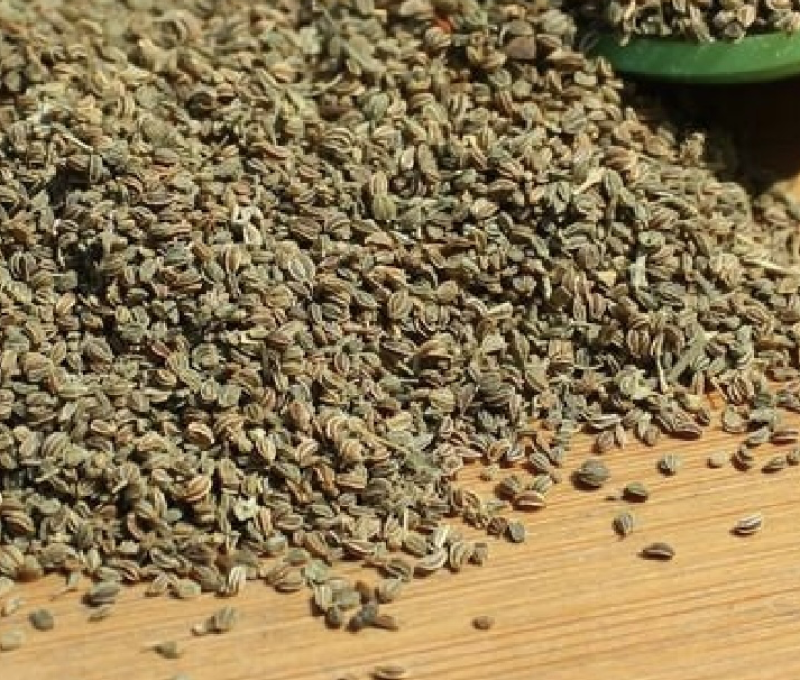 芹菜籽厂家批发芹菜籽新芹菜籽国产高品质芹菜籽