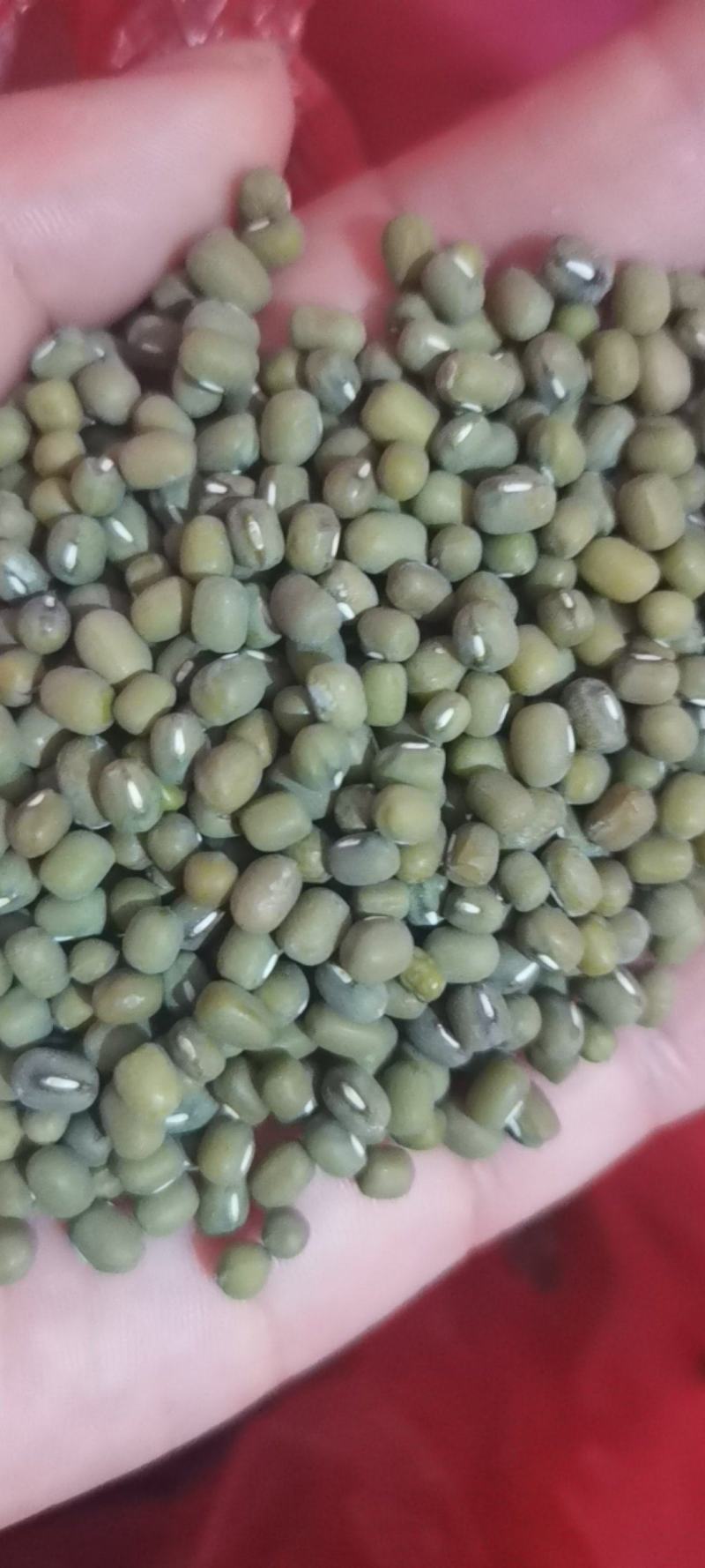 批发进口明绿豆东北明绿豆毛绿豆煮粥，熬绿豆汤易烂