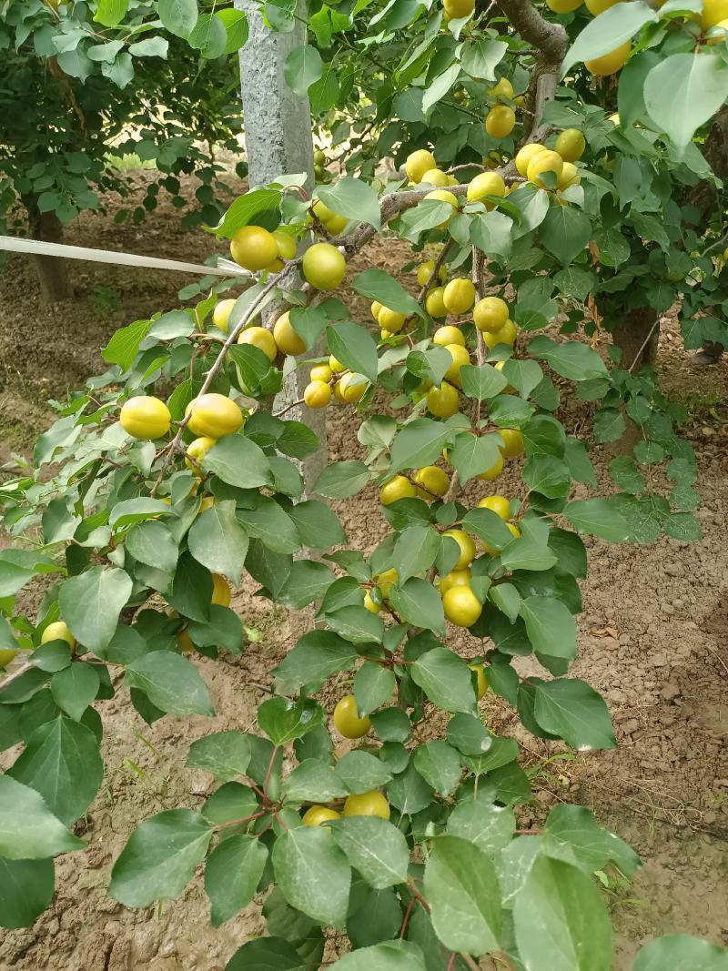 【精品】珍珠油杏吊干杏冷棚种植一手货源欢迎来电洽谈