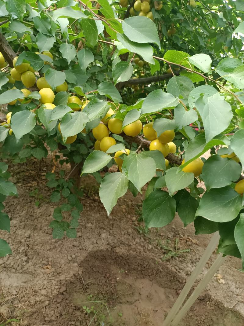 【精品】珍珠油杏吊干杏冷棚种植一手货源欢迎来电洽谈