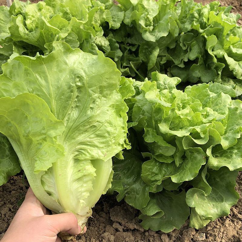 四季奶油生菜种子播种阳台种植的菜种籽营养有机蔬菜苗小盆栽
