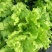 四季奶油生菜种子播种阳台种植的菜种籽营养有机蔬菜苗小盆栽