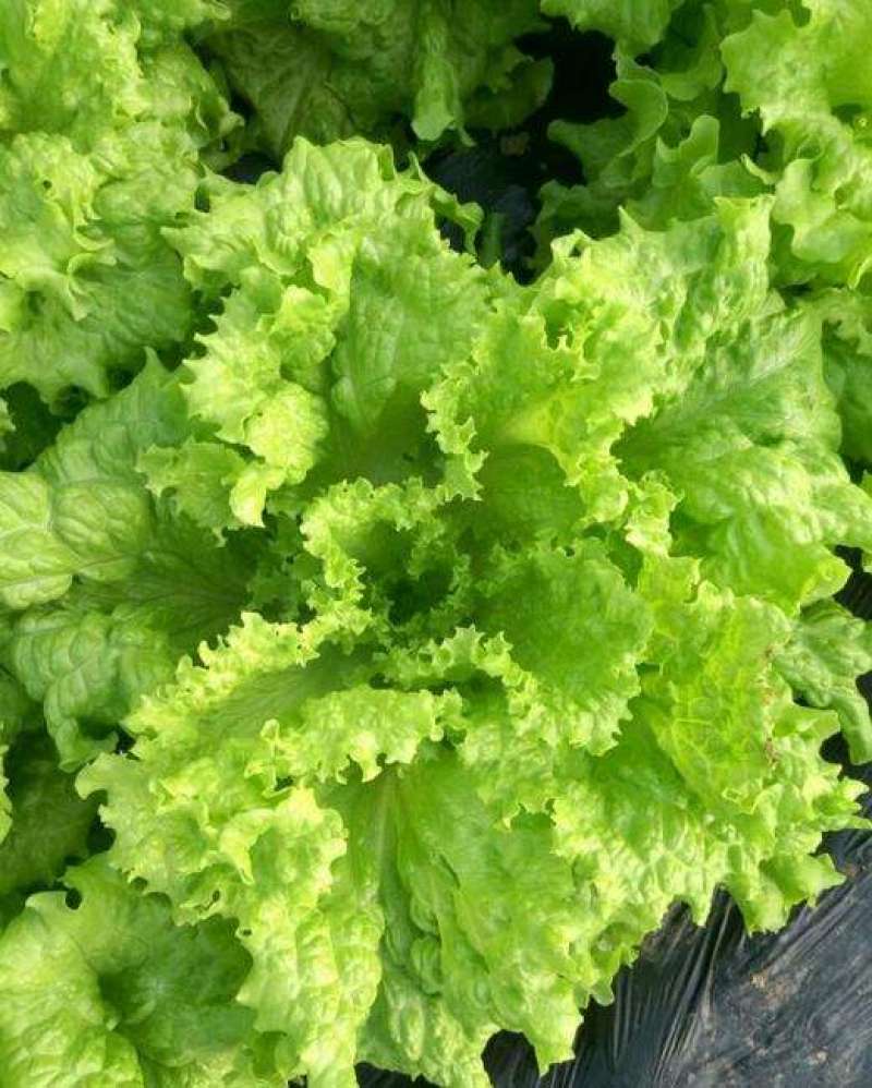 四季奶油生菜种子播种阳台种植的菜种籽营养有机蔬菜苗小盆栽