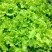 四季奶油生菜种子播种阳台种植的菜种籽营养有机蔬菜苗小盆栽