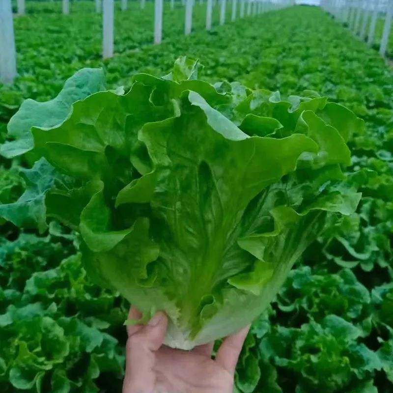 四季奶油生菜种子播种阳台种植的菜种籽营养有机蔬菜苗小盆栽