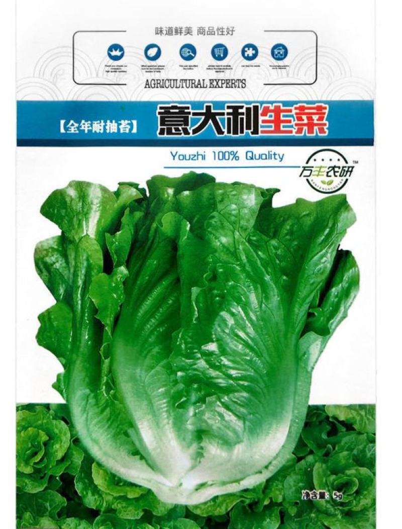 四季奶油生菜种子播种阳台种植的菜种籽营养有机蔬菜苗小盆栽