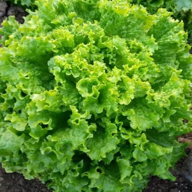 四季奶油生菜种子播种阳台种植的菜种籽营养有机蔬菜苗小盆栽