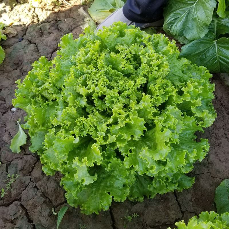 四季奶油生菜种子播种阳台种植的菜种籽营养有机蔬菜苗小盆栽