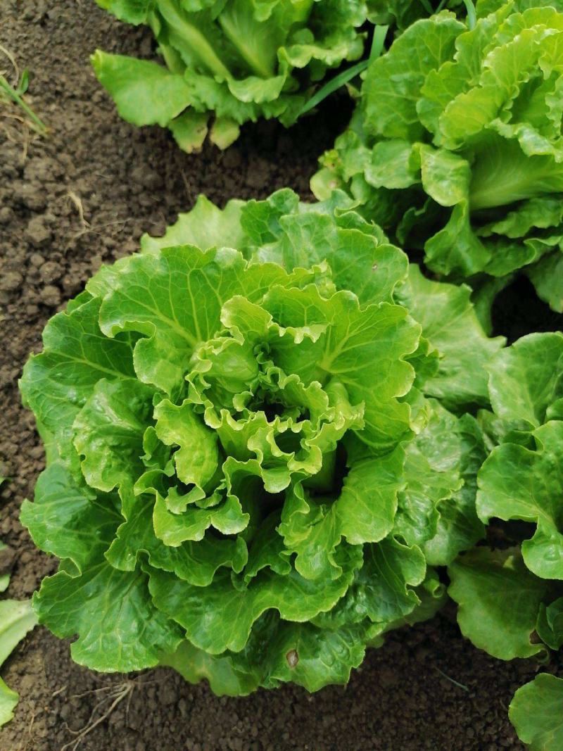 四季奶油生菜种子播种阳台种植的菜种籽营养有机蔬菜苗小盆栽