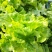 四季奶油生菜种子播种阳台种植的菜种籽营养有机蔬菜苗小盆栽