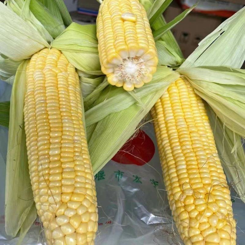 甜玉米