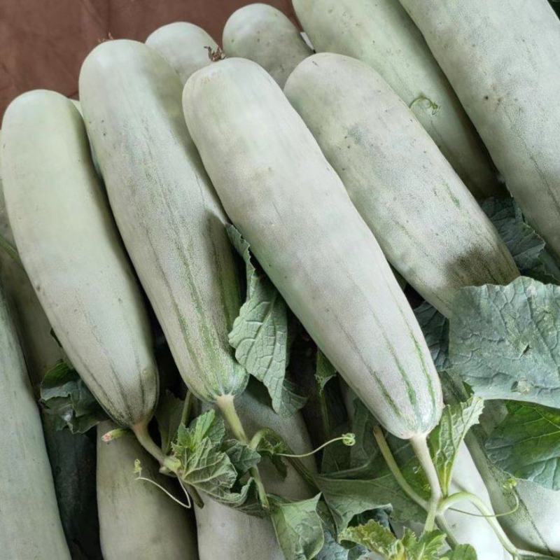 【荐】精品甜瓜，羊角蜜甜瓜，产地直发，货源充足，品质保证