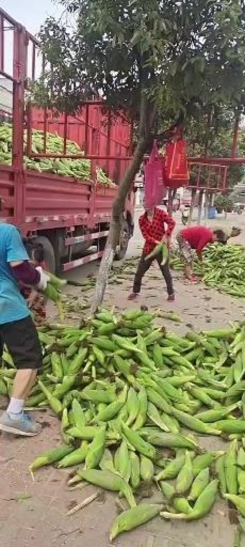 甜玉米