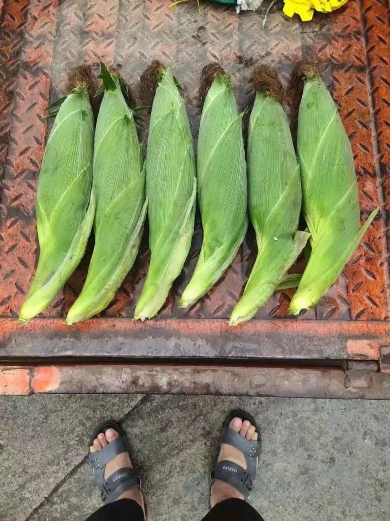甜玉米