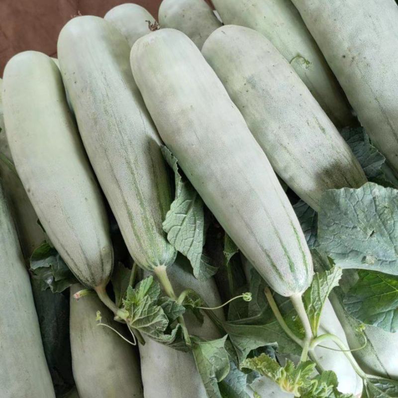 【荐】精品甜瓜，羊角蜜甜瓜，产地直发，货源充足，品质保证